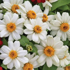 White Profusion, Zinnia Seeds